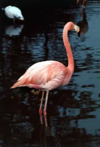 Flamingoes at Western Underwood Zoo August 1978 Flamingoes at Western Underwood Zoo August 1978