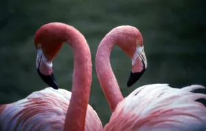 Flamingoes at Western Underwood Zoo December 1979 Flamingoes at Western Underwood Zoo December 1979