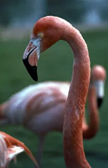 Flamingoes at Western Underwood Zoo December 1979 Flamingoes at Western Underwood Zoo December 1979