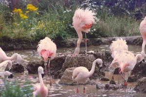 Flamingos building nests and looking after their chicks Flamingos building nests and looking after their chicks