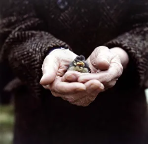 A fledgling Chaffinch held in the palm of the hand June 1971 A fledgling Chaffinch held in the palm of the hand June 1971