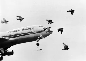 A flock of pigeons stream into the flight path of a jumbo jet coming in to land at A flock of pigeons stream into the flight path of a jumbo jet coming in to land at