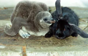 Flopsy the bunny is foster mother to Beaky the baby penguin whispering into Flopsy the bunny is foster mother to Beaky the baby penguin whispering into