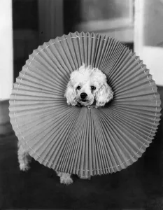 Floria the fashionable poodle in a plastic pleated collar . December 1970 P000357 Floria the fashionable poodle in a plastic pleated collar . December 1970 P000357
