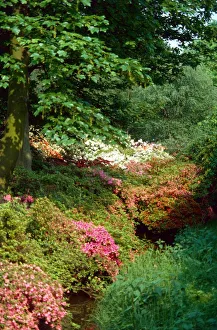 Flowers, Shrubs and Tress in Bushey Park, Hertfordshire 1978 Flowers, Shrubs and Tress in Bushey Park, Hertfordshire 1978