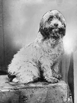 Fluffy, the dog. This little dog made a vain effort to save the two years old son Fluffy, the dog. This little dog made a vain effort to save the two years old son