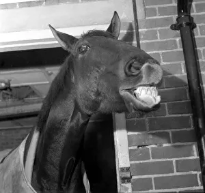 Foinavon 1967 Grand National winner, seems to have something to laugh about. Y14 Foinavon 1967 Grand National winner, seems to have something to laugh about. Y14