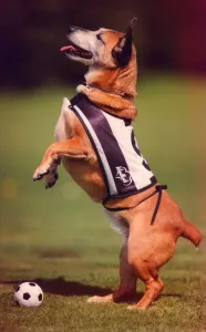 This football mad dog has its own Newcastle United Coat This football mad dog has its own Newcastle United Coat