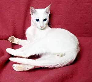 A foreign white cat February 1989 animal animals pet pets domestic cute A foreign white cat February 1989 animal animals pet pets domestic cute