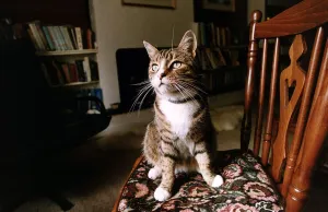 Frank that goes with the sale of the flat September 1993 Frank that goes with the sale of the flat September 1993