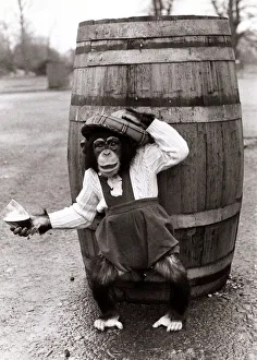 Fred the chimpanzee wearing clothes and tartan hat to open the eighth season of the Blair Fred the chimpanzee wearing clothes and tartan hat to open the eighth season of the Blair