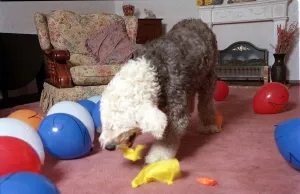 Fred the Old English Sheepdog March 1999 who chooses the lottery number every week Fred the Old English Sheepdog March 1999 who chooses the lottery number every week