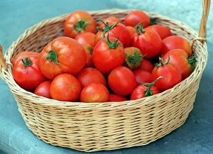 Fruit Tomato Tomatos fresh picked in Basket Fruit Tomato Tomatos fresh picked in Basket