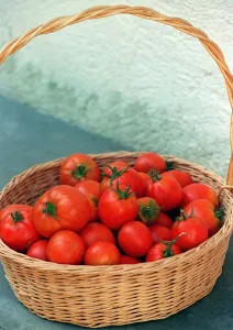Fruit Tomato Tomatos Italian fresh picked in Basket Fruit Tomato Tomatos Italian fresh picked in Basket