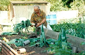 A gardener on the Ponteland allotments where his competition leeks A gardener on the Ponteland allotments where his competition leeks