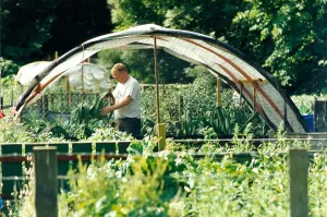 A gardener working with his prize leeks on his allotment in August 1996 A gardener working with his prize leeks on his allotment in August 1996