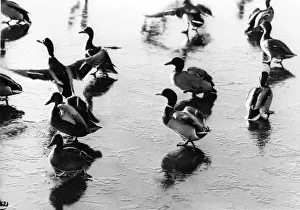 These geese are trying to master the art of taking off and landing on ice These geese are trying to master the art of taking off and landing on ice