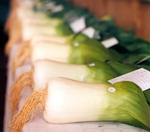 A general picture of gigantic prize winning leeks in September 1997 A general picture of gigantic prize winning leeks in September 1997