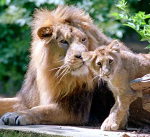 Two generations of Lions seen here in the big cat enclosure at Woburn Abbey June Two generations of Lions seen here in the big cat enclosure at Woburn Abbey June