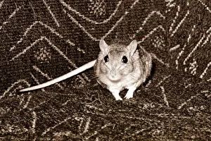 Gerbil facing camera September 1966 A©Mirrorpix Gerbil facing camera September 1966 A©Mirrorpix