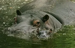 Gertie (left) and her new-born baby Hippo at the west Midlands safari park Gertie (left) and her new-born baby Hippo at the west Midlands safari park