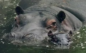 Gertie(left) and her new-born baby Hippo seen here at the west Midlands safari park Gertie(left) and her new-born baby Hippo seen here at the west Midlands safari park