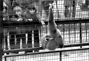 Gibbons at London Zoo. April 1975 75-1806-001 Gibbons at London Zoo. April 1975 75-1806-001