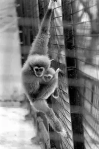 Gibbons at London Zoo. April 1975 75-1806-002 Gibbons at London Zoo. April 1975 75-1806-002