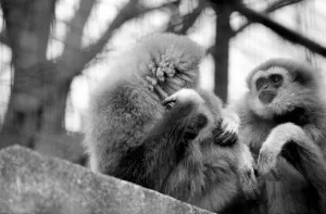 Gibbons at London Zoo. April 1975 75-1806-008 Gibbons at London Zoo. April 1975 75-1806-008
