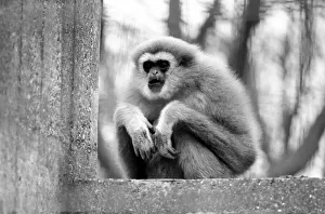 Gibbons at London Zoo. April 1975 75-1806-009 Gibbons at London Zoo. April 1975 75-1806-009