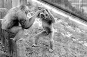 Gibbons at London Zoo. April 1975 75-1806-012 Gibbons at London Zoo. April 1975 75-1806-012