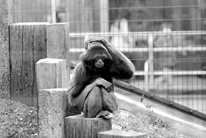 Gibbons at London Zoo. April 1975 75-1806-015 Gibbons at London Zoo. April 1975 75-1806-015