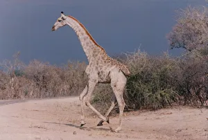 A giraffe gracefully makes a dash for cover in Hwange National Park, Zimbabwe A giraffe gracefully makes a dash for cover in Hwange National Park, Zimbabwe