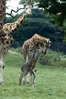 Giraffe at Knowsley Safari Park New born Baby Giraffe August 1979 Giraffe at Knowsley Safari Park New born Baby Giraffe August 1979