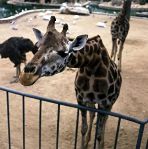 A Giraffe peering over the fence at Barcelona Zoo Giraffe May 1972 A Giraffe peering over the fence at Barcelona Zoo Giraffe May 1972