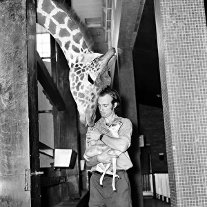 Giraffes are among the most inquisitive creatures at London Zoo Giraffes are among the most inquisitive creatures at London Zoo