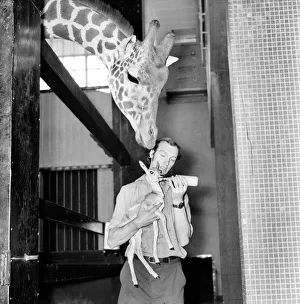 Giraffes are among the most inquisitive creatures at London Zoo Giraffes are among the most inquisitive creatures at London Zoo