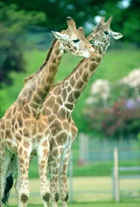 Two giraffes kissing Animals in the Zoo June 1995 Two giraffes kissing Animals in the Zoo June 1995