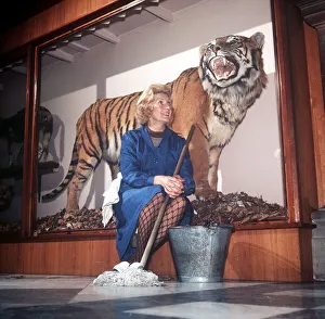 Glasgow Art Museum Nov 1972 Stuffed Tiger (Sam) get a cleaning from Jeannie Glasgow Art Museum Nov 1972 Stuffed Tiger (Sam) get a cleaning from Jeannie
