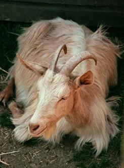 Golden Gernsey goat at Aldenham Country Park July 1996 Golden Gernsey goat at Aldenham Country Park July 1996