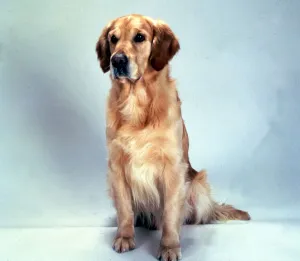 Golden Retriever - August 1994 Animals Dogs Dog Golden Retriever - August 1994 Animals Dogs Dog
