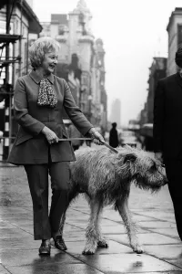 Googie Withers actress with irish wolfhound kerry Googie Withers actress with irish wolfhound kerry
