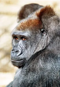 Gorilla April 1991 This gorilla faces death as London Zoo closes down Gorilla April 1991 This gorilla faces death as London Zoo closes down