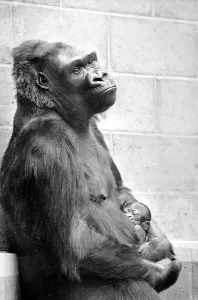 Gorilla and her baby at Bristol Zoo May 1977 77-2590-002 Gorilla and her baby at Bristol Zoo May 1977 77-2590-002