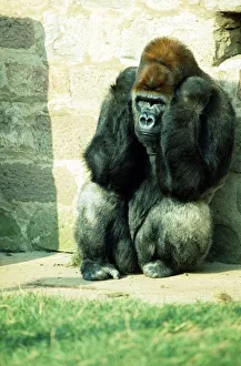 Gorilla sitting in the corner sulking at Chester Zoo. October 1977 Gorilla sitting in the corner sulking at Chester Zoo. October 1977