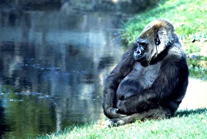Gorilla sitting down by the lake at Chester Zoo. October 1977 Gorilla sitting down by the lake at Chester Zoo. October 1977