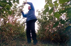 Graeme McCartney prunes raspberry canes in September 1997 Graeme McCartney prunes raspberry canes in September 1997