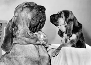'Grandad - Oh, What a big noise you have'. Henry with one of the puppies 'Grandad - Oh, What a big noise you have'. Henry with one of the puppies
