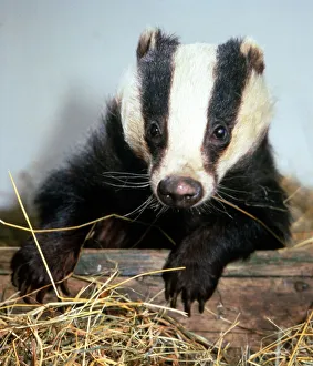 Granny the badger at the Wildlife Hospital run by Les and Sue Stocker at their home in Granny the badger at the Wildlife Hospital run by Les and Sue Stocker at their home in