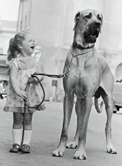 Great Dane called Hermie is a big dog and is often taken for walks by three year old Emma Great Dane called Hermie is a big dog and is often taken for walks by three year old Emma